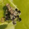 Tephritis formosa